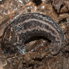 Limax maximus at Bruce, ACT - 13 Sep 2022