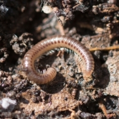 Diplopoda sp. (class) (Unidentified millipede) at Bruce, ACT - 13 Sep 2022 by AlisonMilton