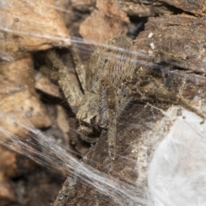 Sparassidae (family) at Bruce, ACT - 13 Sep 2022 02:00 PM