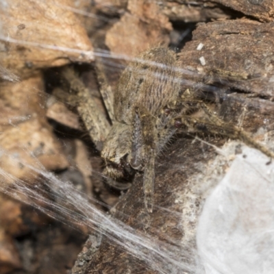 Sparassidae (family) (A Huntsman Spider) at GG33 - 13 Sep 2022 by AlisonMilton