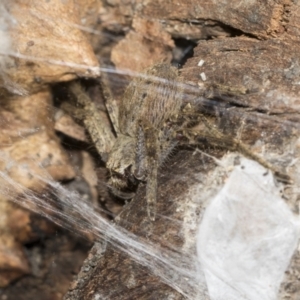 Sparassidae (family) at Bruce, ACT - 13 Sep 2022 02:00 PM