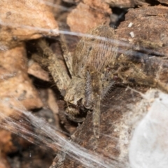 Sparassidae (family) at Bruce, ACT - 13 Sep 2022