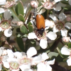 Phyllotocus rufipennis (Nectar scarab) at Murrumbateman, NSW - 30 Nov 2022 by SimoneC