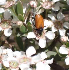 Phyllotocus sp. (genus) (Nectar scarab) at Murrumbateman, NSW - 30 Nov 2022 by SimoneC
