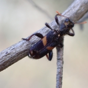 Eleale pulchra at Murrumbateman, NSW - 30 Nov 2022 06:41 PM