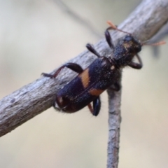 Eleale pulchra (Clerid beetle) at Murrumbateman, NSW - 30 Nov 2022 by SimoneC