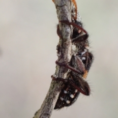 Eleale pulchra at Murrumbateman, NSW - 30 Nov 2022 06:41 PM