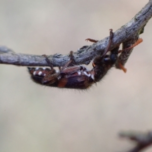 Eleale pulchra at Murrumbateman, NSW - 30 Nov 2022 06:41 PM