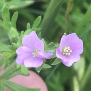 Geranium solanderi var. solanderi at Garran, ACT - 14 Nov 2022 02:37 PM