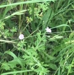 Geranium solanderi var. solanderi at Garran, ACT - 14 Nov 2022 02:37 PM