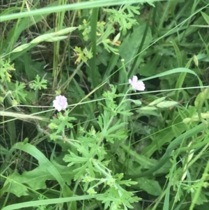 Geranium solanderi var. solanderi at Garran, ACT - 14 Nov 2022