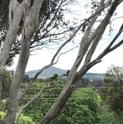 Polytelis swainsonii (Superb Parrot) at Hughes, ACT - 12 Nov 2022 by Tapirlord