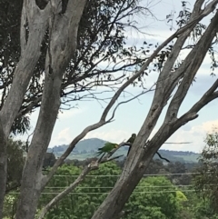 Polytelis swainsonii at Hughes, ACT - suppressed