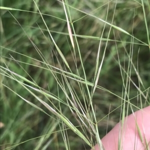 Austrostipa bigeniculata at Hughes, ACT - 12 Nov 2022