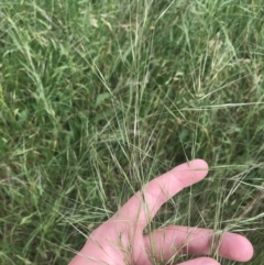 Austrostipa bigeniculata at Hughes, ACT - 12 Nov 2022