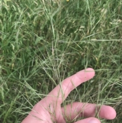 Austrostipa bigeniculata at Hughes, ACT - 12 Nov 2022