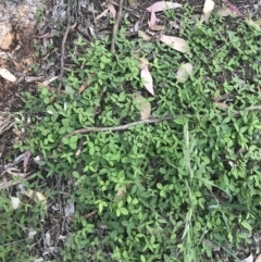 Glycine tabacina at Hughes, ACT - 12 Nov 2022 04:31 PM