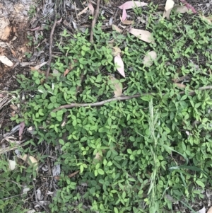 Glycine tabacina at Hughes, ACT - 12 Nov 2022 04:31 PM