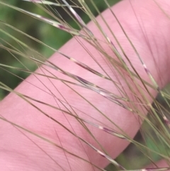 Austrostipa scabra (Corkscrew Grass, Slender Speargrass) at Red Hill to Yarralumla Creek - 12 Nov 2022 by Tapirlord