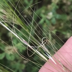 Austrostipa scabra at Hughes, ACT - 12 Nov 2022