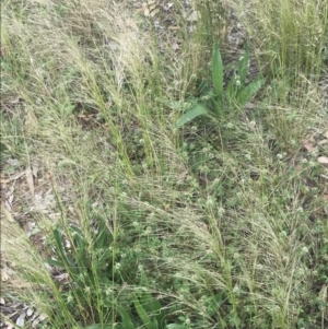 Austrostipa scabra at Hughes, ACT - 12 Nov 2022