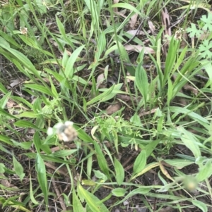 Clematis leptophylla at Garran, ACT - 12 Nov 2022