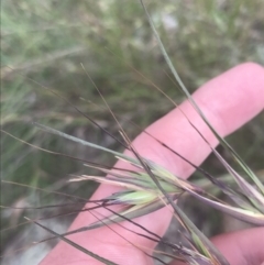 Themeda triandra (Kangaroo Grass) at Red Hill to Yarralumla Creek - 12 Nov 2022 by Tapirlord