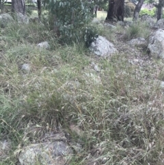 Themeda triandra at Hughes, ACT - 12 Nov 2022 04:20 PM