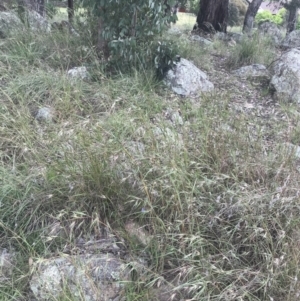 Themeda triandra at Hughes, ACT - 12 Nov 2022 04:20 PM