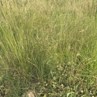 Juncus bufonius (Toad Rush) at Hughes Garran Woodland - 12 Nov 2022 by Tapirlord