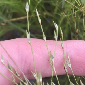 Juncus bufonius at Garran, ACT - 12 Nov 2022 04:15 PM