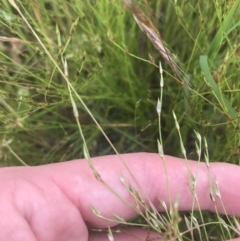 Juncus bufonius at Garran, ACT - 12 Nov 2022 04:15 PM