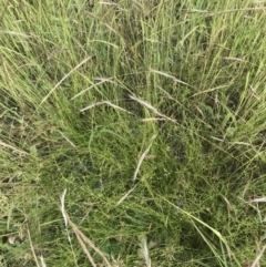 Juncus bufonius at Garran, ACT - 12 Nov 2022 04:15 PM