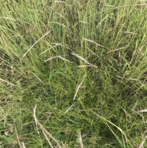 Juncus bufonius at Garran, ACT - 12 Nov 2022 04:15 PM