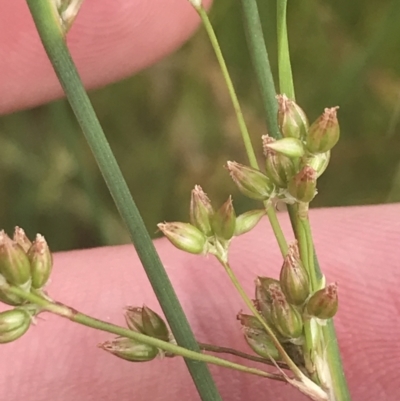 Juncus subsecundus (Finger Rush) at Garran, ACT - 12 Nov 2022 by Tapirlord