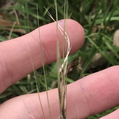 Nassella neesiana (Chilean Needlegrass) at Hughes, ACT - 11 Nov 2022 by Tapirlord