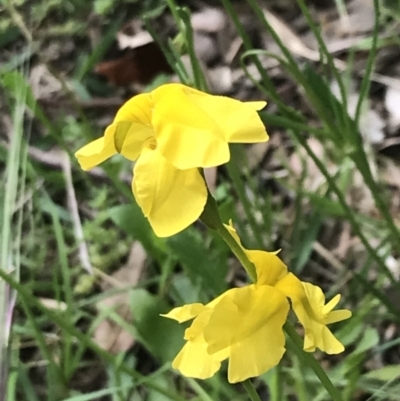 Goodenia pinnatifida (Scrambled Eggs) at Hughes, ACT - 11 Nov 2022 by Tapirlord