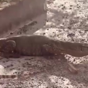 Varanus rosenbergi at Tharwa, ACT - 2 Dec 2022