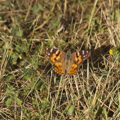 Vanessa kershawi (Australian Painted Lady) at Higgins, ACT - 4 Dec 2022 by Trevor