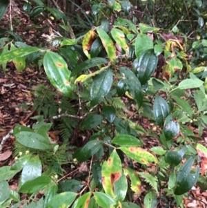 Rhodamnia rubescens at Allgomera, NSW - suppressed