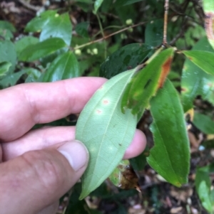 Rhodamnia rubescens at Allgomera, NSW - 1 Dec 2022