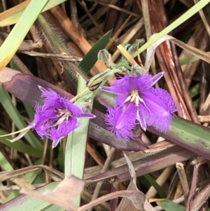 Thysanotus tuberosus at Grassy Head, NSW - 2 Dec 2022 11:55 AM