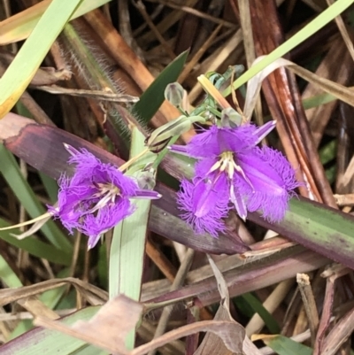 Thysanotus tuberosus (Common Fringe-lily) at Grassy Head, NSW - 2 Dec 2022 by Topknot