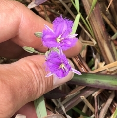 Thysanotus tuberosus at Grassy Head, NSW - 2 Dec 2022 11:55 AM