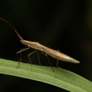 Mutusca brevicornis at Murrumbateman, NSW - 4 Dec 2022 07:47 PM