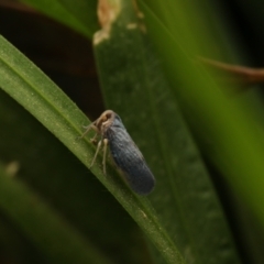 Unidentified Leafhopper or planthopper (Hemiptera, several families) at Murrumbateman, NSW - 4 Dec 2022 by amiessmacro