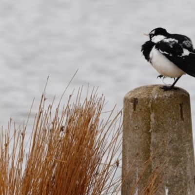 Grallina cyanoleuca (Magpie-lark) at Lake Burley Griffin West - 12 Oct 2018 by JimL