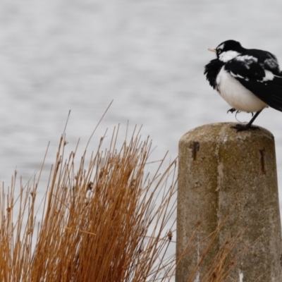 Grallina cyanoleuca (Magpie-lark) at Yarralumla, ACT - 13 Oct 2018 by JimL