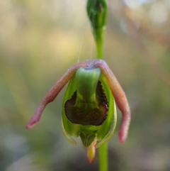Caleana minor (Small Duck Orchid) at Black Mountain - 4 Dec 2022 by shoko