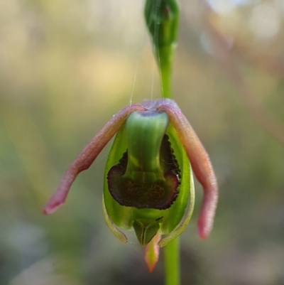 Caleana minor (Small Duck Orchid) at Bruce, ACT - 4 Dec 2022 by shoko